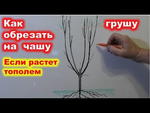 Видео: Как ИСПРАВИТЬ ГРУШУ с УЗКОЙ КРОНОЙ. переформировка в чашу.