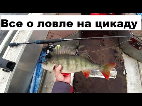Видео: Все о ловле на цикаду.
