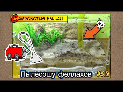 Видео: Пылесошу африканских гигантов ● Camponotus fellah