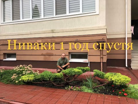 Видео: НИВАКИ из стелющегося можжевельника. ГОД СПУСТЯ