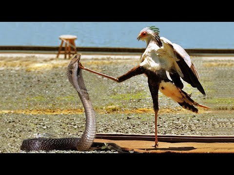 Видео: Редкие Сражения Птиц, Снятые на Камеру
