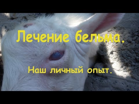 Видео: Лечение бельма. Как вылечить слепоту у животных. Наш личный опыт.