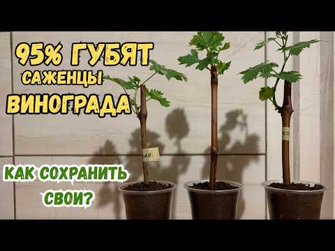 Видео: 95% ошибок при выращивании саженцев винограда — как избежать фатальных!