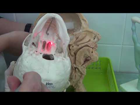 Видео: Строение ротовой полости.