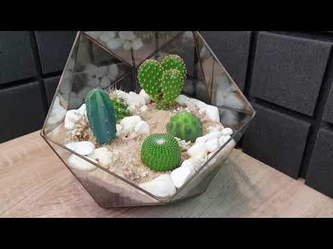 Видео: DIY Mini Cactus Gardens - Флорариум из кактусов