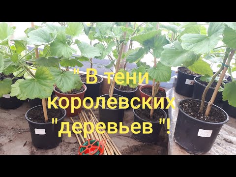 Видео: Продолжаю формировать королевские пеларгонии на штамбе. 09.03.20.