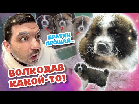 Видео: Мы в ШОКЕ от ЩЕНКА с улицы! Щеночек на прокачку ЧЕЛЛЕНДЖ!