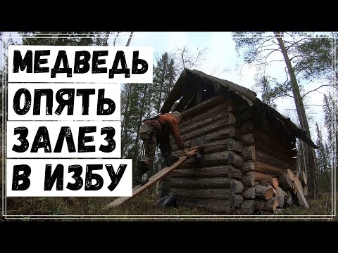 Видео: Медведь  залез в избу.Алтай лает лося.