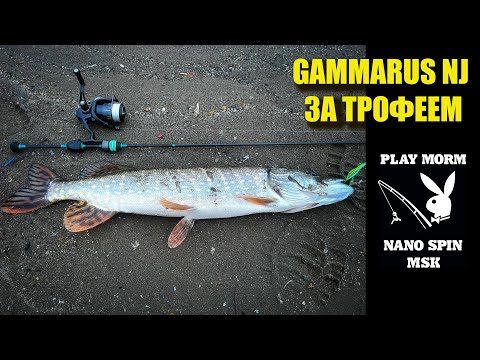 Видео: GAMMARUS NJ.  ЗА ТРОФЕЯМИ