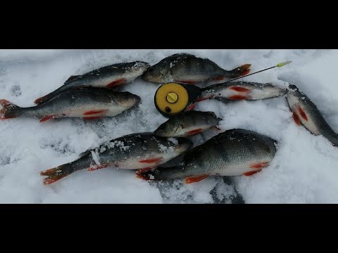 Видео: Глухо-зиме. Окунь. Февраль. Рыбалка со льда. Залив Днепра.