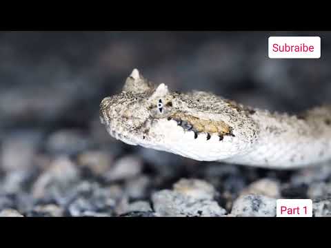 Видео: Ядовитые стражи пещеры