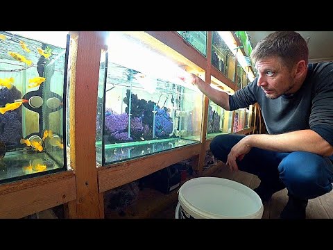 Видео: Занялся Простыми Гуппи. Сортирую больших от маленьких