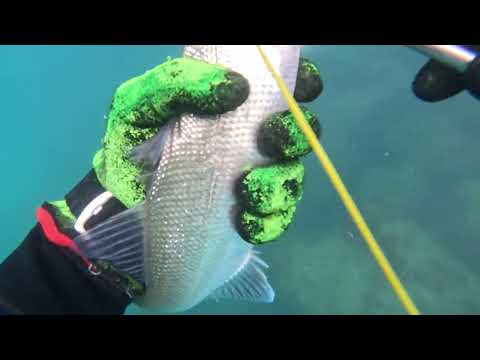 Видео: 6.7.2024 Два дня подводных охот Бонито погнул гарпун 8 мм .Arpione di tonno bonito piegato da 8 mm !