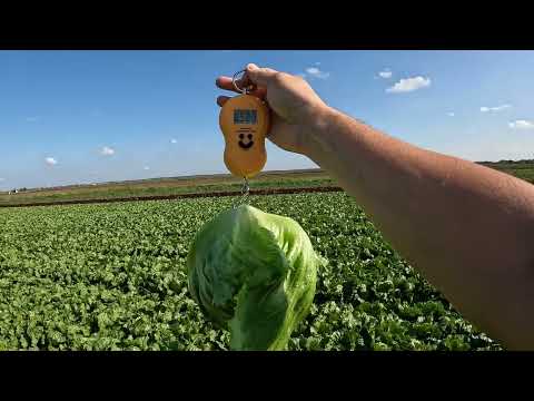 Видео: Салат айсберг (кочанный) СВ 4896 ЛС