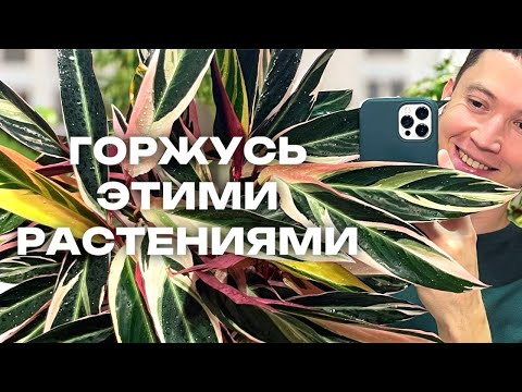 Видео: Комнатные растения, которые делают мою коллекцию особенной