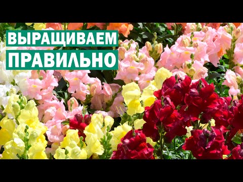 Видео: Что нужно знать, чтобы вырастить красивый львиный зев? Пикировка. Когда, как пересаживать?