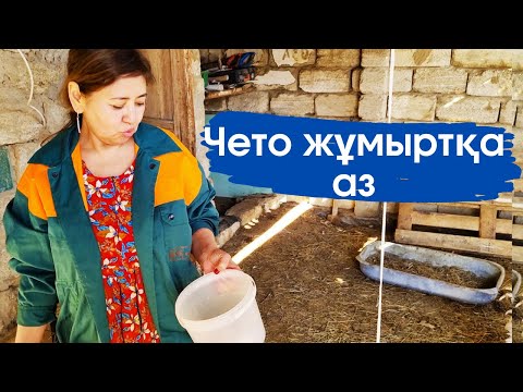 Видео: Vlog. Тауықтар жайбарақат далада жүр. Тауық жұмыртқа аз берген