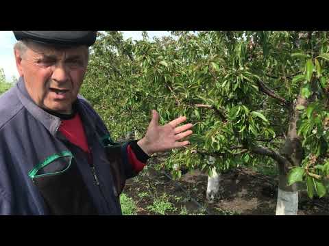 Видео: Последствия весенних заморозков на плодовых