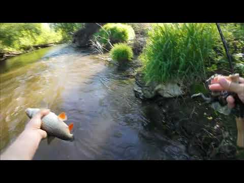 Видео: Майский голавль на р.Пахре !