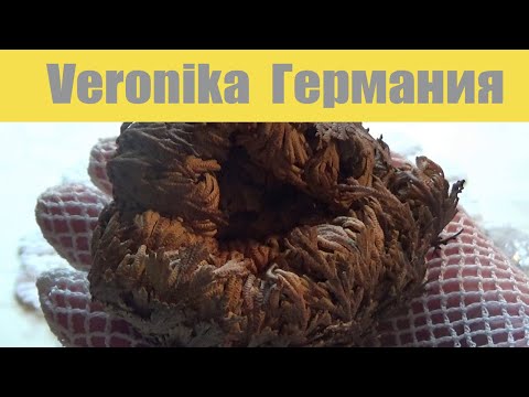 Видео: Иерихонская роза! ⚜️ Jericho rose!