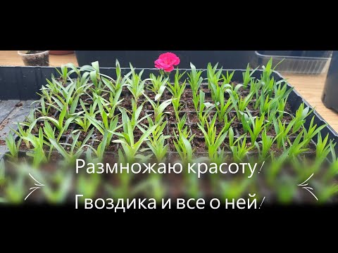 Видео: Размножаю красоту! Гвоздика и все о ней!