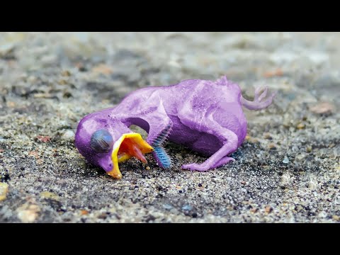 Видео: Она Нашла Странного Птенца У Себя В Саду, Вот Как Он Выглядел Через Год