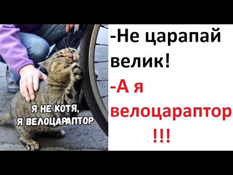 Видео: Лютые приколы. -Не царапай велик! -А я велоцараптор