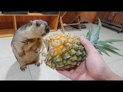 Видео: божественный звук когда сурок ест ананас