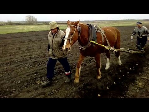 Видео: Сажаем картошку  лошадью и сохой. Как сажали наши деды и прадеды .