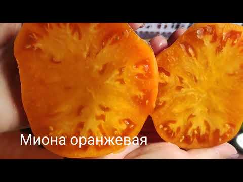 Видео: Томаты в разрезе и дегустация часть №2