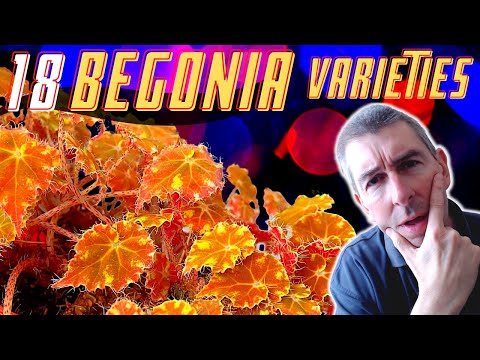 Видео: 18 сортов бегонии для выращивания в качестве комнатных растений | Советы по уходу
