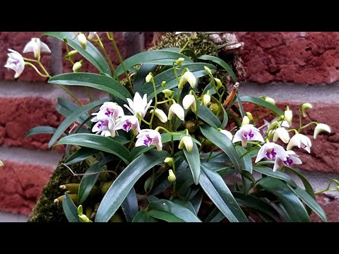 Видео: ДЕНДРОБИУМ КИНГИАНУМ  в моей коллекции, уход и цветение.