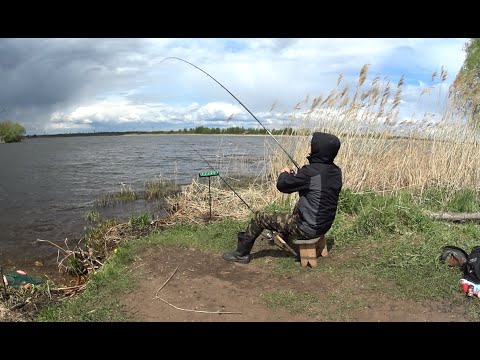 Видео: Крупный карась на сало!!! Рыбалка на р. Проня.