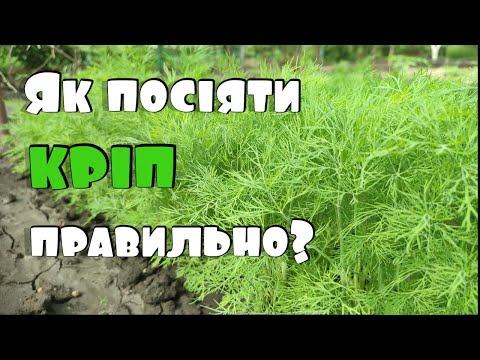 Видео: Як отримати гарний врожай кропу у відкритому ґрунті? | Методика вирощування великого врожаю кропу