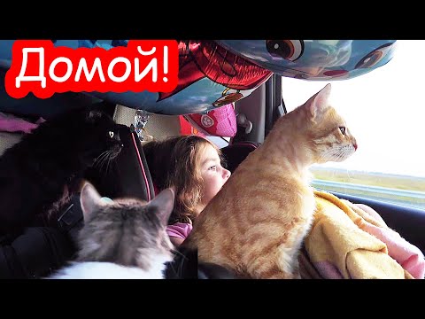 Видео: VLOG 6 часов в машине с тремя кошками и ребёнком