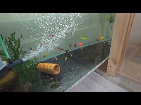 Видео: Мега нерест