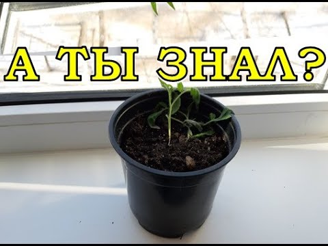 Видео: ПОЧЕМУ гибнет рассада? Самые распространенные ПРИЧИНЫ🌱