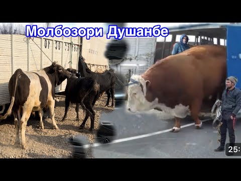 Видео: Молбозори Душанбе нархи Букача гови ширте ва 8 октября 2025 г.