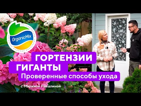 Видео: Гортензии гиганты! Проверенные способы посадки и ухода за гортензиями. Марина Рыкалина советует!