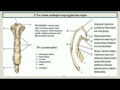 Видео: Кидирбаева Х.К. - 2. Тірек қимыл аппараты - Остиология