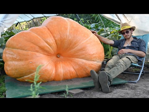 Видео: 😱 Экстремальный урожай! Как росли мои гиганты! Атлантический Гигант [Atlantic Giant] Август 2025 г.