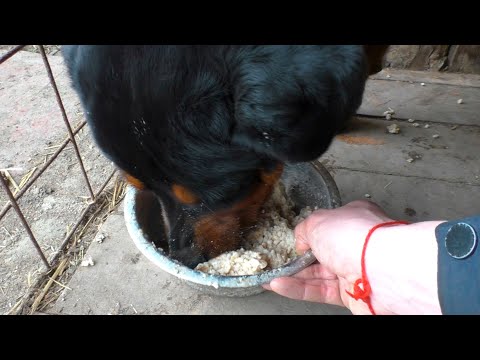 Видео: Пищевая агрессия. Ротвейлер