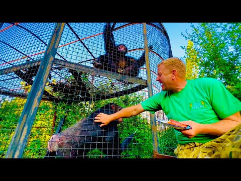 Видео: Олегу Зубкову пришлось ВМЕШАТЬСЯ в ситуацию с зонтиком и РАЗОБРАТЬСЯ с шимпанзе!