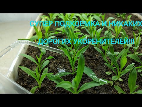 Видео: ПОЛЕЙТЕ ЭТИМ ВАШУ РАССАДУ И ВЫ УДИВИТЕСЬ ОТ ОГРОМНОГО КОРНЯ!!!