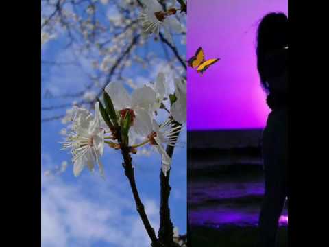 Видео: Сулұым  менін (қазақша əн) NN BEK