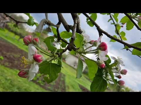 Видео: Видове плодни клончета в цъфтеж.