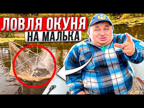 Видео: Ловля окуня на малька