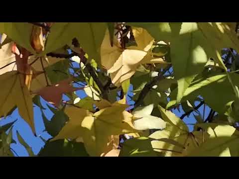 Видео: Сны. Ответы на вопросы. Расшифровка снов 2