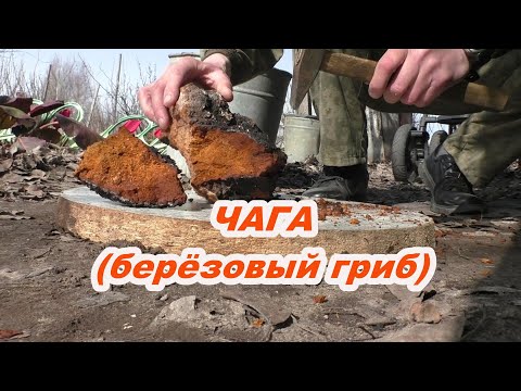 Видео: Чага (берёзовый гриб) Вот как я его завариваю и пью!