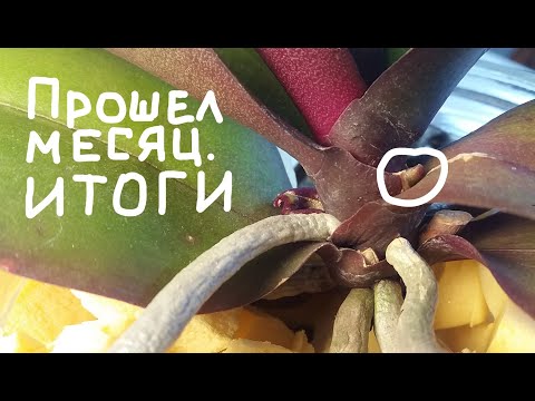 Видео: ПОТРЯСАЮЩИЙ РЕЗУЛЬТАТ ЧЕРЕЗ МЕСЯЦ ПОСЛЕ ЛЁГКОЙ И ПРОСТОЙ ПЕРЕСАДКИ ОРХИДЕИ В ПЕНОПЛЕКС